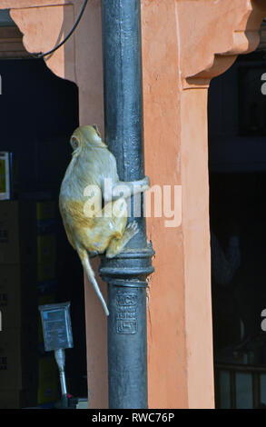 Jaipur, Indien. 02 Feb, 2019. Ein Affe klettert ein Rohr in der Altstadt von Jaipur im Norden Indiens im Bundesstaat Rajasthan, aufgenommen am 02.02.2019 | Verwendung der weltweiten Kredit: dpa/Alamy leben Nachrichten Stockfoto