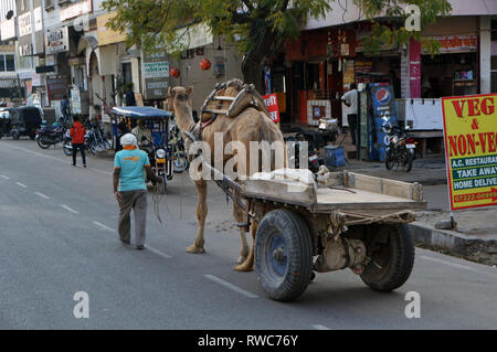 Jaipur, Indien. 02 Feb, 2019. Ein Kamel zieht eine Karre in Jaipur im Norden Indiens im Bundesstaat Rajasthan, Hinzugefügt am 02.02.2019 | Verwendung der weltweiten Kredit: dpa/Alamy leben Nachrichten Stockfoto