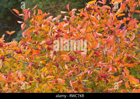 Schleswig, Deutschland. 08 Okt, 2018. Detail einer Herbst-farbigen Hahn Weißdorn (Crataegus crus-Galli) in Schleswig. Familie: rose Pflanzen (Rosaceae), Unterfamilie: Spiraeoideae, Stamm: pyreae, sub-Stamm: Kernobst (Pyrinae), Gattung: Weißdorn (Crataegus), Art: weißdorn Weißdorn | Verwendung der weltweiten Kredit: dpa/Alamy leben Nachrichten Stockfoto