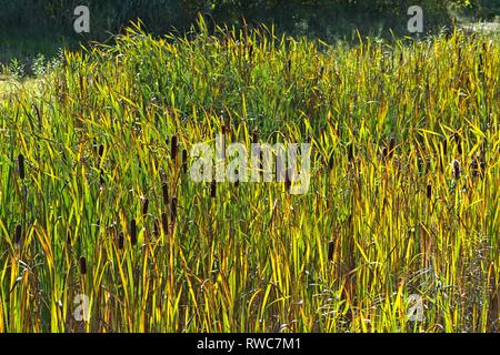 Schleswig, Deutschland. 28 Sep, 2018. Schmale Endivie (cattail Typha angustifolia) im Herbst auf einer flachen im Bezirk Schleswig, auf der Freiheit". Die Rohrkolbengewachsen gedeihen dort in eine mit Wasser gefüllte Depression - Monocotyledons, Commelinids, Bestellung: Sussgrassartige (poales) Familie: Rohrkolbengewachse (typhaceae), Gattung: Cattail (typha), Art: Schmalblattriger Rohrkolben | Verwendung der weltweiten Kredit: dpa/Alamy leben Nachrichten Stockfoto