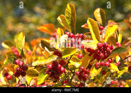 Schleswig, Deutschland. 11 Okt, 2018. Detail einer Herbst-farbigen Hahn Weißdorn (Crataegus crus-Galli) in Schleswig. Familie: rose Pflanzen (Rosaceae), Unterfamilie: Spiraeoideae, Stamm: pyreae, sub-Stamm: Kernobst (Pyrinae), Gattung: Weißdorn (Crataegus), Art: weißdorn Weißdorn | Verwendung der weltweiten Kredit: dpa/Alamy leben Nachrichten Stockfoto