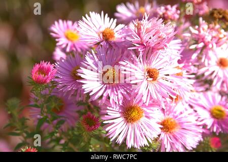 Die Entlüftung der eine Aster in einem Bett im Schleswig Furstengarten von Schloss Gottorf. Bestellung: Achteraus - wie (Asterales), Familie: Korbblutler (Asteraceae) Unterfamilie: Asteroideae, Tribus: Astereae, Gattung: Astern | Verwendung weltweit Stockfoto