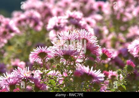 Die Entlüftung der eine Aster in einem Bett im Schleswig Furstengarten von Schloss Gottorf. Bestellung: Achteraus - wie (Asterales), Familie: Korbblutler (Asteraceae) Unterfamilie: Asteroideae, Tribus: Astereae, Gattung: Astern | Verwendung weltweit Stockfoto