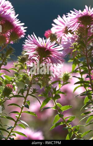 Die Entlüftung der eine Aster in einem Bett im Schleswig Furstengarten von Schloss Gottorf. Bestellung: Achteraus - wie (Asterales), Familie: Korbblutler (Asteraceae) Unterfamilie: Asteroideae, Tribus: Astereae, Gattung: Astern | Verwendung weltweit Stockfoto