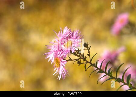 Die Entlüftung der eine Aster in einem Bett im Schleswig Furstengarten von Schloss Gottorf. Bestellung: Achteraus - wie (Asterales), Familie: Korbblutler (Asteraceae) Unterfamilie: Asteroideae, Tribus: Astereae, Gattung: Astern | Verwendung weltweit Stockfoto