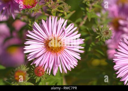 Die Entlüftung der eine Aster in einem Bett im Schleswig Furstengarten von Schloss Gottorf. Bestellung: Achteraus - wie (Asterales), Familie: Korbblutler (Asteraceae) Unterfamilie: Asteroideae, Tribus: Astereae, Gattung: Astern | Verwendung weltweit Stockfoto