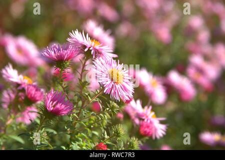 Die Entlüftung der eine Aster in einem Bett im Schleswig Furstengarten von Schloss Gottorf. Bestellung: Achteraus - wie (Asterales), Familie: Korbblutler (Asteraceae) Unterfamilie: Asteroideae, Tribus: Astereae, Gattung: Astern | Verwendung weltweit Stockfoto