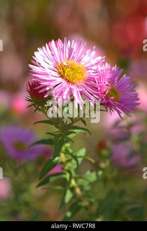 Die Entlüftung der eine Aster in einem Bett im Schleswig Furstengarten von Schloss Gottorf. Bestellung: Achteraus - wie (Asterales), Familie: Korbblutler (Asteraceae) Unterfamilie: Asteroideae, Tribus: Astereae, Gattung: Astern | Verwendung weltweit Stockfoto