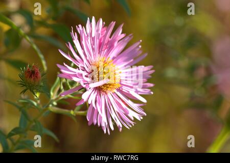 Die Entlüftung der eine Aster in einem Bett im Schleswig Furstengarten von Schloss Gottorf. Bestellung: Achteraus - wie (Asterales), Familie: Korbblutler (Asteraceae) Unterfamilie: Asteroideae, Tribus: Astereae, Gattung: Astern | Verwendung weltweit Stockfoto