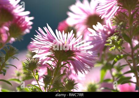 Die Entlüftung der eine Aster in einem Bett im Schleswig Furstengarten von Schloss Gottorf. Bestellung: Achteraus - wie (Asterales), Familie: Korbblutler (Asteraceae) Unterfamilie: Asteroideae, Tribus: Astereae, Gattung: Astern | Verwendung weltweit Stockfoto