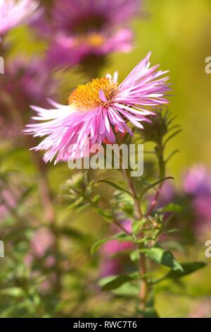 Die Entlüftung der eine Aster in einem Bett im Schleswig Furstengarten von Schloss Gottorf. Bestellung: Achteraus - wie (Asterales), Familie: Korbblutler (Asteraceae) Unterfamilie: Asteroideae, Tribus: Astereae, Gattung: Astern | Verwendung weltweit Stockfoto