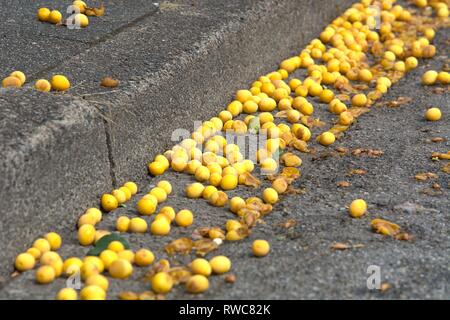 Schleswig, Deutschland. 16 Aug, 2018. Reif, gefallenen Mirabellen auf einem Bürgersteig und am Strassenrand in Schleswig. Gute Heber fallen vom Baum und bleiben liegen. | Verwendung der weltweiten Kredit: dpa/Alamy leben Nachrichten Stockfoto