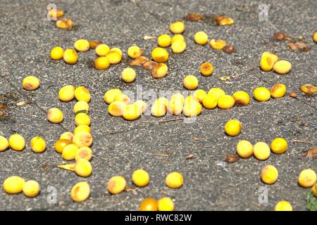 Schleswig, Deutschland. 16 Aug, 2018. Reif, gefallenen Mirabellen auf einem Bürgersteig in Schleswig. Gute Heber fallen vom Baum und bleiben liegen. | Verwendung der weltweiten Kredit: dpa/Alamy leben Nachrichten Stockfoto