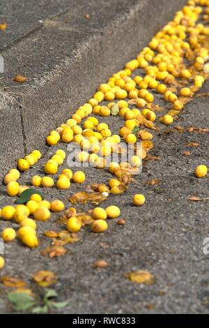 Schleswig, Deutschland. 16 Aug, 2018. Reif, gefallenen Mirabellen auf einem Bürgersteig und am Strassenrand in Schleswig. Gute Heber fallen vom Baum und bleiben liegen. | Verwendung der weltweiten Kredit: dpa/Alamy leben Nachrichten Stockfoto