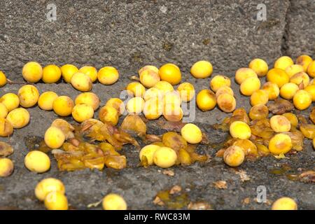 Schleswig, Deutschland. 16 Aug, 2018. Reif, gefallenen Mirabellen auf einem Bürgersteig und am Strassenrand in Schleswig. Gute Heber fallen vom Baum und bleiben liegen. | Verwendung der weltweiten Kredit: dpa/Alamy leben Nachrichten Stockfoto