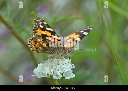 Schleswig, Deutschland. 16 Aug, 2018. Ein Distelfalter (Vanessa cardui, Syn.: Cynthia cardui) ist ein Schmetterling aus der Familie der auf einer Blume in ein Blumenbeet in der Furstengarten in Schleswig. Klasse: Insekten (Insecta) Ordnung: Schmetterlinge (Lepidoptera) Uberfamilie: PAPILIONOIDEA Familie: NYMPHALIDAE, Gattung: Vanessa, Art: Painted Lady | Verwendung der weltweiten Kredit: dpa/Alamy leben Nachrichten Stockfoto