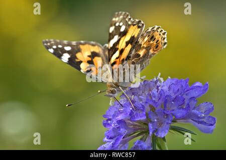 Schleswig, Deutschland. 16 Aug, 2018. Ein Distelfalter (Vanessa cardui, Syn.: Cynthia cardui) ist ein Schmetterling aus der Familie der auf einer Blume in ein Blumenbeet in der Furstengarten in Schleswig. Klasse: Insekten (Insecta) Ordnung: Schmetterlinge (Lepidoptera) Uberfamilie: PAPILIONOIDEA Familie: NYMPHALIDAE, Gattung: Vanessa, Art: Painted Lady | Verwendung der weltweiten Kredit: dpa/Alamy leben Nachrichten Stockfoto