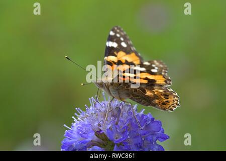 Schleswig, Deutschland. 16 Aug, 2018. Ein Distelfalter (Vanessa cardui, Syn.: Cynthia cardui) ist ein Schmetterling aus der Familie der auf einer Blume in ein Blumenbeet in der Furstengarten in Schleswig. Klasse: Insekten (Insecta) Ordnung: Schmetterlinge (Lepidoptera) Uberfamilie: PAPILIONOIDEA Familie: NYMPHALIDAE, Gattung: Vanessa, Art: Painted Lady | Verwendung der weltweiten Kredit: dpa/Alamy leben Nachrichten Stockfoto