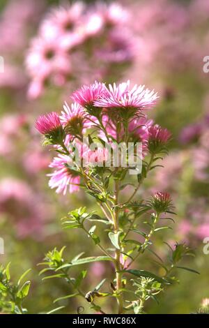 Schleswig, Deutschland. 08 Okt, 2017. Die Entlüftung der eine Aster in einem Bett im Schleswig Furstengarten von Schloss Gottorf. Bestellung: Achteraus - wie (Asterales), Familie: Korbblutler (Asteraceae) Unterfamilie: Asteroideae, Tribus: Astereae, Gattung: Astern | Verwendung der weltweiten Kredit: dpa/Alamy leben Nachrichten Stockfoto