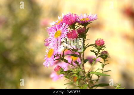 Schleswig, Deutschland. 08 Okt, 2017. Die Entlüftung der eine Aster in einem Bett im Schleswig Furstengarten von Schloss Gottorf. Bestellung: Achteraus - wie (Asterales), Familie: Korbblutler (Asteraceae) Unterfamilie: Asteroideae, Tribus: Astereae, Gattung: Astern | Verwendung der weltweiten Kredit: dpa/Alamy leben Nachrichten Stockfoto