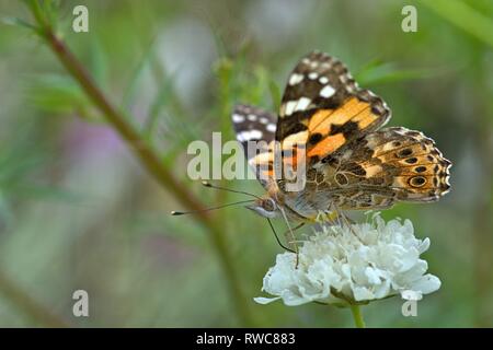 Schleswig, Deutschland. 16 Aug, 2018. Ein Distelfalter (Vanessa cardui, Syn.: Cynthia cardui) ist ein Schmetterling aus der Familie der auf einer Blume in ein Blumenbeet in der Furstengarten in Schleswig. Klasse: Insekten (Insecta) Ordnung: Schmetterlinge (Lepidoptera) Uberfamilie: PAPILIONOIDEA Familie: NYMPHALIDAE, Gattung: Vanessa, Art: Painted Lady | Verwendung der weltweiten Kredit: dpa/Alamy leben Nachrichten Stockfoto