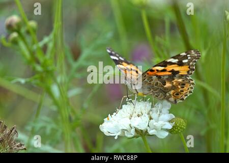 Schleswig, Deutschland. 16 Aug, 2018. Ein Distelfalter (Vanessa cardui, Syn.: Cynthia cardui) ist ein Schmetterling aus der Familie der auf einer Blume in ein Blumenbeet in der Furstengarten in Schleswig. Klasse: Insekten (Insecta) Ordnung: Schmetterlinge (Lepidoptera) Uberfamilie: PAPILIONOIDEA Familie: NYMPHALIDAE, Gattung: Vanessa, Art: Painted Lady | Verwendung der weltweiten Kredit: dpa/Alamy leben Nachrichten Stockfoto