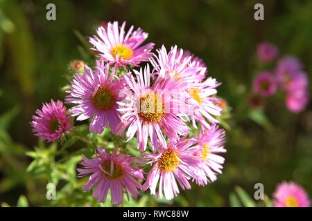 Schleswig, Deutschland. 08 Okt, 2017. Die Entlüftung der eine Aster in einem Bett im Schleswig Furstengarten von Schloss Gottorf. Bestellung: Achteraus - wie (Asterales), Familie: Korbblutler (Asteraceae) Unterfamilie: Asteroideae, Tribus: Astereae, Gattung: Astern | Verwendung der weltweiten Kredit: dpa/Alamy leben Nachrichten Stockfoto