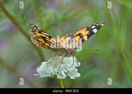 Schleswig, Deutschland. 16 Aug, 2018. Ein Distelfalter (Vanessa cardui, Syn.: Cynthia cardui) ist ein Schmetterling aus der Familie der auf einer Blume in ein Blumenbeet in der Furstengarten in Schleswig. Klasse: Insekten (Insecta) Ordnung: Schmetterlinge (Lepidoptera) Uberfamilie: PAPILIONOIDEA Familie: NYMPHALIDAE, Gattung: Vanessa, Art: Painted Lady | Verwendung der weltweiten Kredit: dpa/Alamy leben Nachrichten Stockfoto