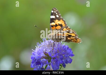 Schleswig, Deutschland. 16 Aug, 2018. Ein Distelfalter (Vanessa cardui, Syn.: Cynthia cardui) ist ein Schmetterling aus der Familie der auf einer Blume in ein Blumenbeet in der Furstengarten in Schleswig. Klasse: Insekten (Insecta) Ordnung: Schmetterlinge (Lepidoptera) Uberfamilie: PAPILIONOIDEA Familie: NYMPHALIDAE, Gattung: Vanessa, Art: Painted Lady | Verwendung der weltweiten Kredit: dpa/Alamy leben Nachrichten Stockfoto