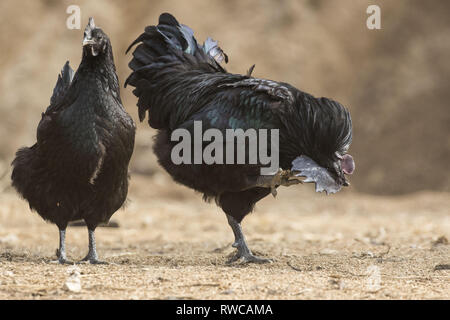 Mungyeong, Deutschland, Südkorea. 4 Mär, 2019. März 6, 2019 - Mungyeong, South Korea-Korea Ogol Huhn (Gallus gallus domesticus Brisson) am wilden Berg in Mungyeong, Südkorea. Gallus gallus domesticus Brisson ist eine Rasse von Hähnchen für die atypisch flauschige Gefieder, die gesagt wird, um zu fühlen, wie Seide und Satin benannt. Die Rasse hat einige andere ungewöhnliche Eigenschaften, wie schwarze Haut und Knochen, blau Ohrläppchen, und fünf Zehen an jedem Fuß, während die meisten Hühner nur vier haben. Sie sind oft in Geflügel zeigt ausgestellt, und in verschiedenen Farben angezeigt. Neben Ihrer ausgeprägten körperlichen Ch Stockfoto