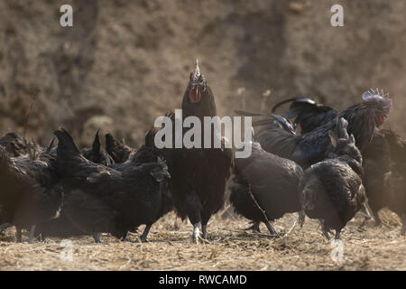 Mungyeong, Deutschland, Südkorea. 4 Mär, 2019. März 6, 2019 - Mungyeong, South Korea-Korea Ogol Huhn (Gallus gallus domesticus Brisson) am wilden Berg in Mungyeong, Südkorea. Gallus gallus domesticus Brisson ist eine Rasse von Hähnchen für die atypisch flauschige Gefieder, die gesagt wird, um zu fühlen, wie Seide und Satin benannt. Die Rasse hat einige andere ungewöhnliche Eigenschaften, wie schwarze Haut und Knochen, blau Ohrläppchen, und fünf Zehen an jedem Fuß, während die meisten Hühner nur vier haben. Sie sind oft in Geflügel zeigt ausgestellt, und in verschiedenen Farben angezeigt. Neben Ihrer ausgeprägten körperlichen Ch Stockfoto