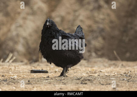 Mungyeong, Deutschland, Südkorea. 4 Mär, 2019. März 6, 2019 - Mungyeong, South Korea-Korea Ogol Huhn (Gallus gallus domesticus Brisson) am wilden Berg in Mungyeong, Südkorea. Gallus gallus domesticus Brisson ist eine Rasse von Hähnchen für die atypisch flauschige Gefieder, die gesagt wird, um zu fühlen, wie Seide und Satin benannt. Die Rasse hat einige andere ungewöhnliche Eigenschaften, wie schwarze Haut und Knochen, blau Ohrläppchen, und fünf Zehen an jedem Fuß, während die meisten Hühner nur vier haben. Sie sind oft in Geflügel zeigt ausgestellt, und in verschiedenen Farben angezeigt. Neben Ihrer ausgeprägten körperlichen Ch Stockfoto