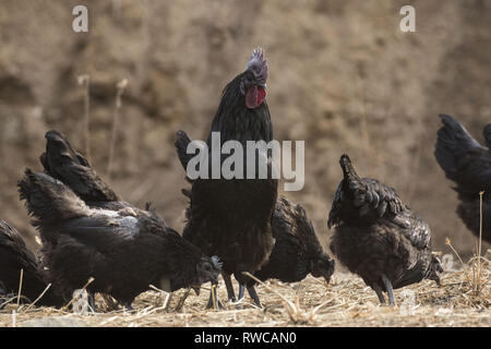 Mungyeong, Deutschland, Südkorea. 4 Mär, 2019. März 6, 2019 - Mungyeong, South Korea-Korea Ogol Huhn (Gallus gallus domesticus Brisson) am wilden Berg in Mungyeong, Südkorea. Gallus gallus domesticus Brisson ist eine Rasse von Hähnchen für die atypisch flauschige Gefieder, die gesagt wird, um zu fühlen, wie Seide und Satin benannt. Die Rasse hat einige andere ungewöhnliche Eigenschaften, wie schwarze Haut und Knochen, blau Ohrläppchen, und fünf Zehen an jedem Fuß, während die meisten Hühner nur vier haben. Sie sind oft in Geflügel zeigt ausgestellt, und in verschiedenen Farben angezeigt. Neben Ihrer ausgeprägten körperlichen Ch Stockfoto