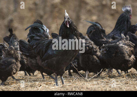 Mungyeong, Deutschland, Südkorea. 4 Mär, 2019. März 6, 2019 - Mungyeong, South Korea-Korea Ogol Huhn (Gallus gallus domesticus Brisson) am wilden Berg in Mungyeong, Südkorea. Gallus gallus domesticus Brisson ist eine Rasse von Hähnchen für die atypisch flauschige Gefieder, die gesagt wird, um zu fühlen, wie Seide und Satin benannt. Die Rasse hat einige andere ungewöhnliche Eigenschaften, wie schwarze Haut und Knochen, blau Ohrläppchen, und fünf Zehen an jedem Fuß, während die meisten Hühner nur vier haben. Sie sind oft in Geflügel zeigt ausgestellt, und in verschiedenen Farben angezeigt. Neben Ihrer ausgeprägten körperlichen Ch Stockfoto