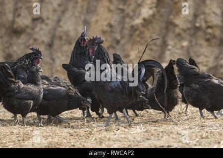 Mungyeong, Deutschland, Südkorea. 4 Mär, 2019. März 6, 2019 - Mungyeong, South Korea-Korea Ogol Huhn (Gallus gallus domesticus Brisson) am wilden Berg in Mungyeong, Südkorea. Gallus gallus domesticus Brisson ist eine Rasse von Hähnchen für die atypisch flauschige Gefieder, die gesagt wird, um zu fühlen, wie Seide und Satin benannt. Die Rasse hat einige andere ungewöhnliche Eigenschaften, wie schwarze Haut und Knochen, blau Ohrläppchen, und fünf Zehen an jedem Fuß, während die meisten Hühner nur vier haben. Sie sind oft in Geflügel zeigt ausgestellt, und in verschiedenen Farben angezeigt. Neben Ihrer ausgeprägten körperlichen Ch Stockfoto