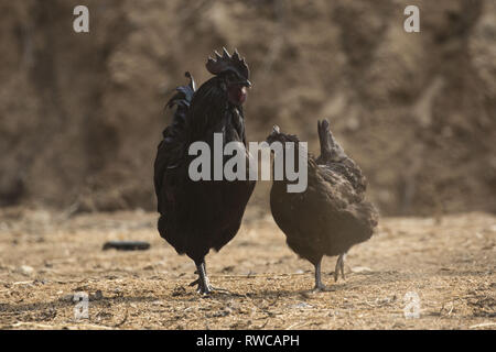 Mungyeong, Deutschland, Südkorea. 4 Mär, 2019. März 6, 2019 - Mungyeong, South Korea-Korea Ogol Huhn (Gallus gallus domesticus Brisson) am wilden Berg in Mungyeong, Südkorea. Gallus gallus domesticus Brisson ist eine Rasse von Hähnchen für die atypisch flauschige Gefieder, die gesagt wird, um zu fühlen, wie Seide und Satin benannt. Die Rasse hat einige andere ungewöhnliche Eigenschaften, wie schwarze Haut und Knochen, blau Ohrläppchen, und fünf Zehen an jedem Fuß, während die meisten Hühner nur vier haben. Sie sind oft in Geflügel zeigt ausgestellt, und in verschiedenen Farben angezeigt. Neben Ihrer ausgeprägten körperlichen Ch Stockfoto