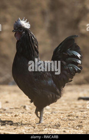 Mungyeong, Deutschland, Südkorea. 4 Mär, 2019. März 6, 2019 - Mungyeong, South Korea-Korea Ogol Huhn (Gallus gallus domesticus Brisson) am wilden Berg in Mungyeong, Südkorea. Gallus gallus domesticus Brisson ist eine Rasse von Hähnchen für die atypisch flauschige Gefieder, die gesagt wird, um zu fühlen, wie Seide und Satin benannt. Die Rasse hat einige andere ungewöhnliche Eigenschaften, wie schwarze Haut und Knochen, blau Ohrläppchen, und fünf Zehen an jedem Fuß, während die meisten Hühner nur vier haben. Sie sind oft in Geflügel zeigt ausgestellt, und in verschiedenen Farben angezeigt. Neben Ihrer ausgeprägten körperlichen Ch Stockfoto