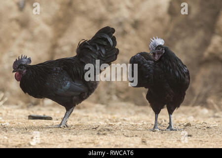 Mungyeong, Deutschland, Südkorea. 4 Mär, 2019. März 6, 2019 - Mungyeong, South Korea-Korea Ogol Huhn (Gallus gallus domesticus Brisson) am wilden Berg in Mungyeong, Südkorea. Gallus gallus domesticus Brisson ist eine Rasse von Hähnchen für die atypisch flauschige Gefieder, die gesagt wird, um zu fühlen, wie Seide und Satin benannt. Die Rasse hat einige andere ungewöhnliche Eigenschaften, wie schwarze Haut und Knochen, blau Ohrläppchen, und fünf Zehen an jedem Fuß, während die meisten Hühner nur vier haben. Sie sind oft in Geflügel zeigt ausgestellt, und in verschiedenen Farben angezeigt. Neben Ihrer ausgeprägten körperlichen Ch Stockfoto