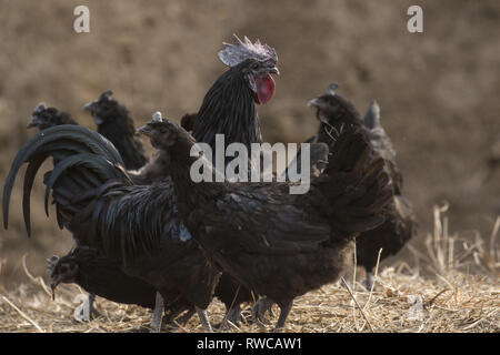 Mungyeong, Deutschland, Südkorea. 4 Mär, 2019. März 6, 2019 - Mungyeong, South Korea-Korea Ogol Huhn (Gallus gallus domesticus Brisson) am wilden Berg in Mungyeong, Südkorea. Gallus gallus domesticus Brisson ist eine Rasse von Hähnchen für die atypisch flauschige Gefieder, die gesagt wird, um zu fühlen, wie Seide und Satin benannt. Die Rasse hat einige andere ungewöhnliche Eigenschaften, wie schwarze Haut und Knochen, blau Ohrläppchen, und fünf Zehen an jedem Fuß, während die meisten Hühner nur vier haben. Sie sind oft in Geflügel zeigt ausgestellt, und in verschiedenen Farben angezeigt. Neben Ihrer ausgeprägten körperlichen Ch Stockfoto