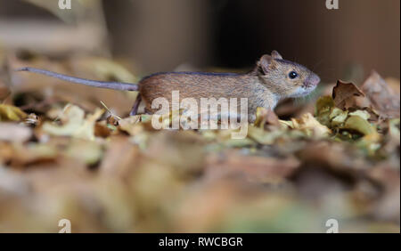 Gestreifte Bereich Maus durch Blätter, die auf dem Boden Stockfoto