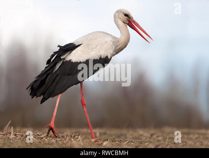 Weißstorch wandern in einem Feld voll anzeigen Stockfoto