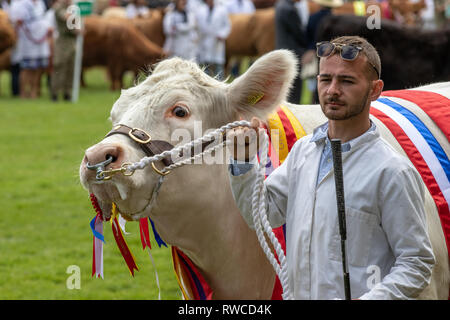 Harrogate, North Yorkshire, Großbritannien - 12.Juli, 2018: Der oberste Rindfleisch Meister an der Großen Yorkshire Show am 12. Juli 2018 in Harrogate in North Yorksh Stockfoto