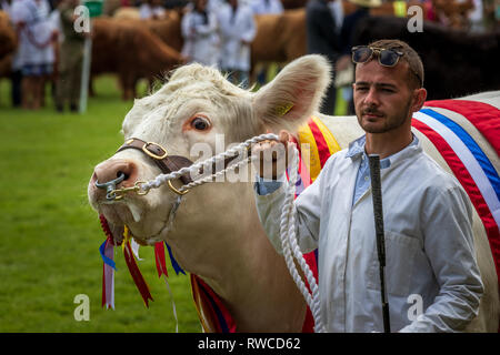 Harrogate, North Yorkshire, Großbritannien - 12.Juli, 2018: Der oberste Rindfleisch Meister an der Großen Yorkshire Show am 12. Juli 2018 in Harrogate in North Yorksh Stockfoto