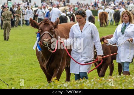 Harrogate, North Yorkshire, Großbritannien - Juli 12., 2018: die Kuh auf dem großen Yorkshire Show am 12. Juli 2018 in Harrogate in North Yorkshire, England Stockfoto