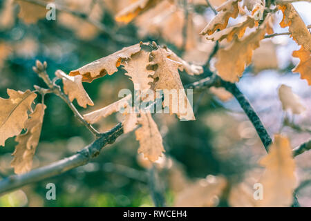 Eiche Blätter auf dem Zweig im Herbst. Stockfoto