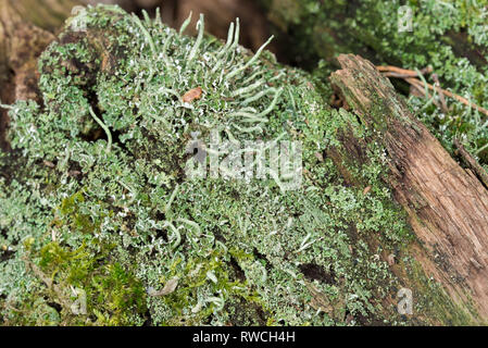 Moos und Flechten auf morschen Baum Makro Stockfoto