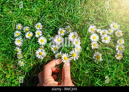 Platzierung der letzten weißen gemeinsame Gänseblümchen Bellis perennis als Tag Überraschung's Mutter Mutter Wort im Gras Stockfoto