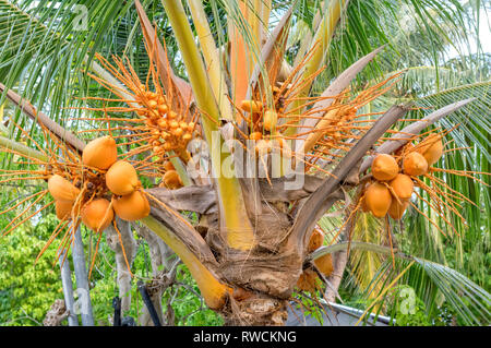 Kokosnüsse blühen auf einem Baum auf der Insel Fulidhoo auf den Malediven. Stockfoto