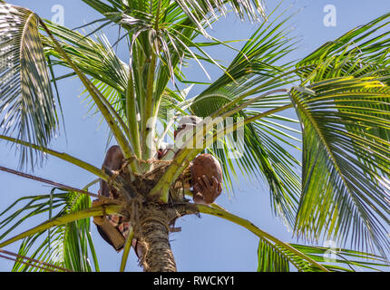 Ein Mann säfte Sammeln von jungen Kokosnüssen. Sri Lanka. Stockfoto