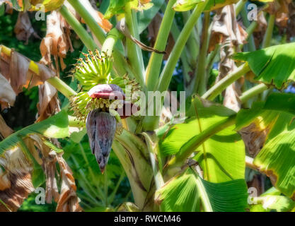 Bananen blühen auf einem Baum in der Nähe von Negombo in Sri Lanka. Stockfoto